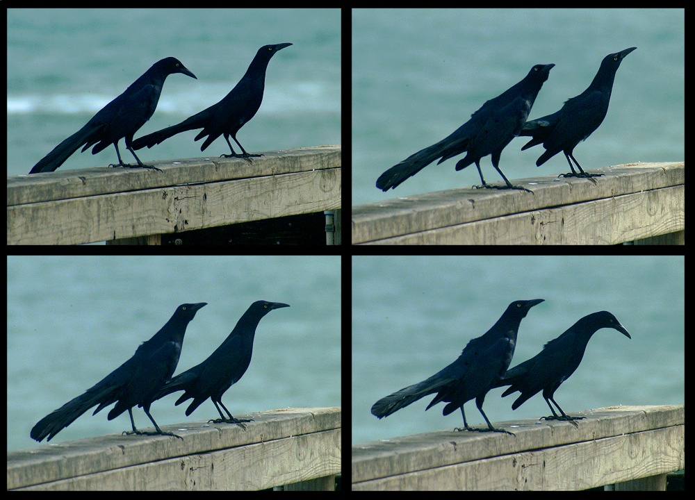 (26) crow montage.jpg   (1000x720)   273 Kb                                    Click to display next picture